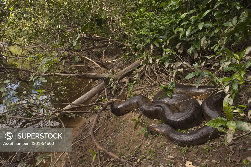 Green Anaconda (Eunectes murinus) on riverbank, Rewa River, Iwokrama Rainforest Reserve, Guyana