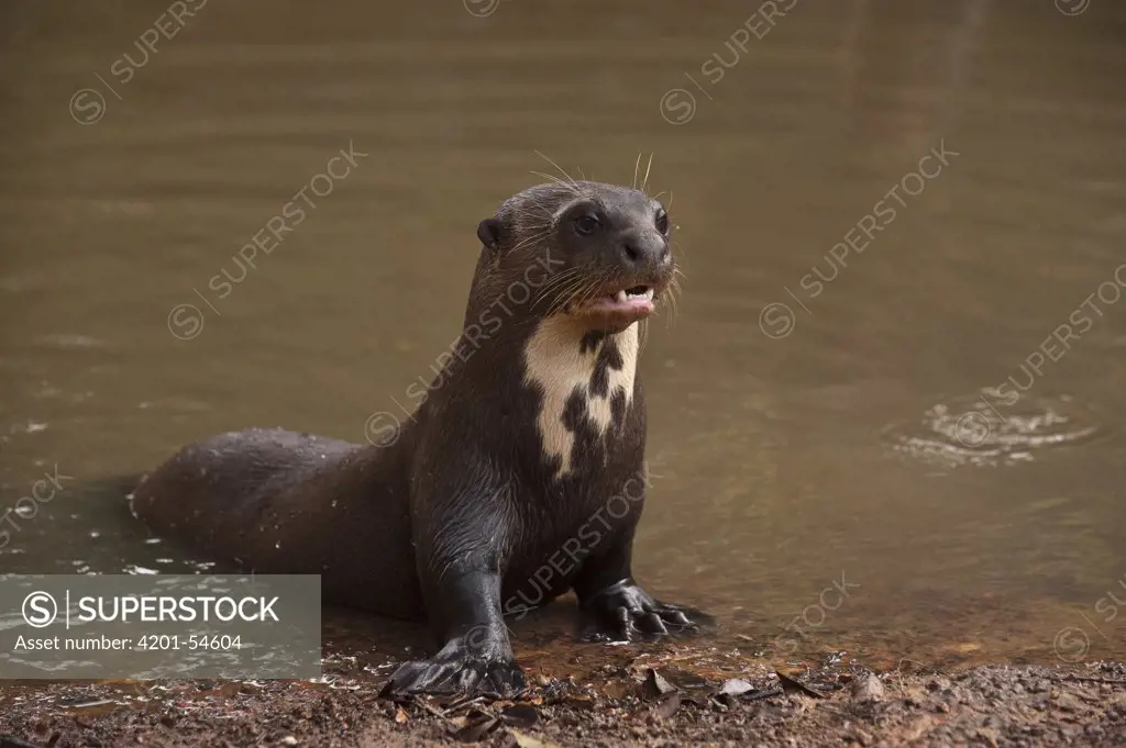 Giant River Otter (Pteronura brasiliensis) on riverbank, Karanambu Trust, Rupununi, Guyana
