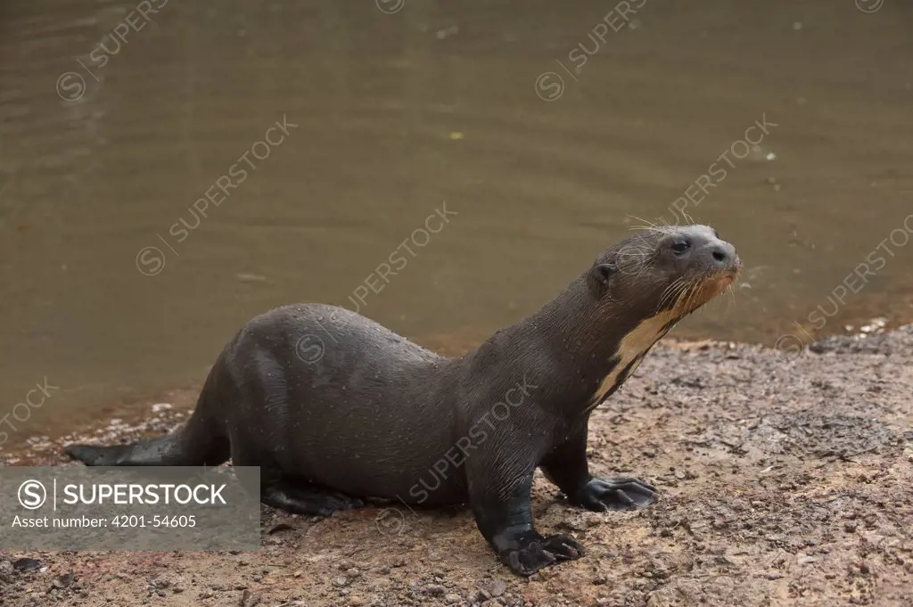 Giant River Otter (Pteronura brasiliensis) on riverbank, Karanambu Trust, Rupununi, Guyana
