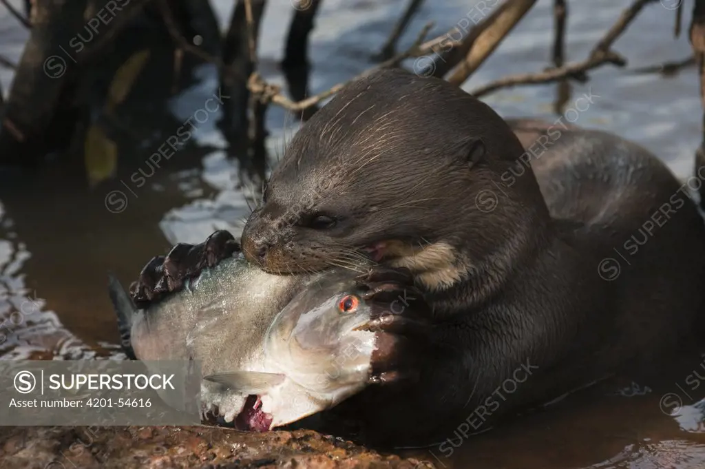 Giant River Otter (Pteronura brasiliensis) eating Black Piranha (Serrasalmus rhombeus), Karanambu Trust, Rupununi, Guyana