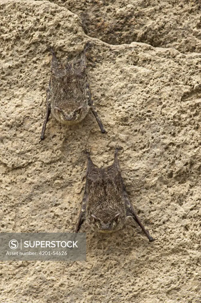 Proboscis Bat (Rhynchonycteris naso) pair roosting on rock, Rupununi, Guyana