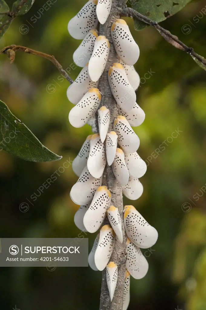 Planthopper (Fulgoroidea) group, Rupununi, Guyana