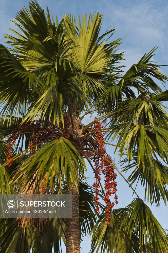 Aguache Palm (Mauritia flexuosa) with fruit, Rupununi, Guyana