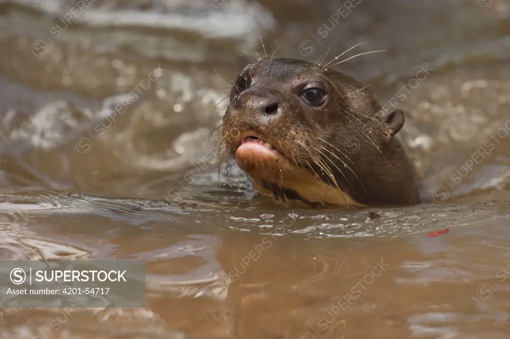 Giant River Otter (Pteronura brasiliensis) swimming, Karanambu Trust, Rupununi, Guyana