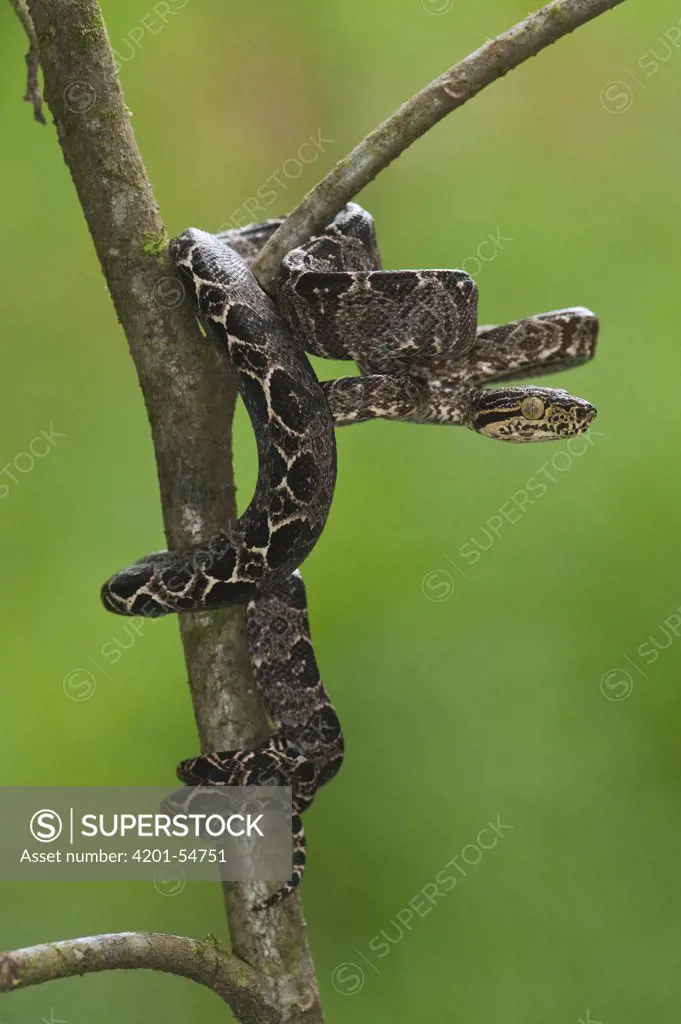 Common Tree Boa (Corallus hortulanus) wrapped around branch, Iwokrama Rainforest Reserve, Guyana, manipulated image
