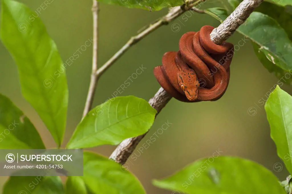 Common Tree Boa (Corallus hortulanus) coiled around branch, Iwokrama Rainforest Reserve, Guyana, manipulated image