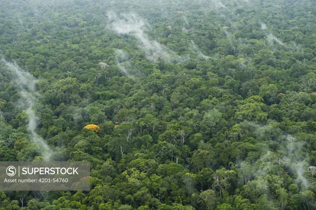 Rainforest, Iwokrama Rainforest Reserve, Guyana