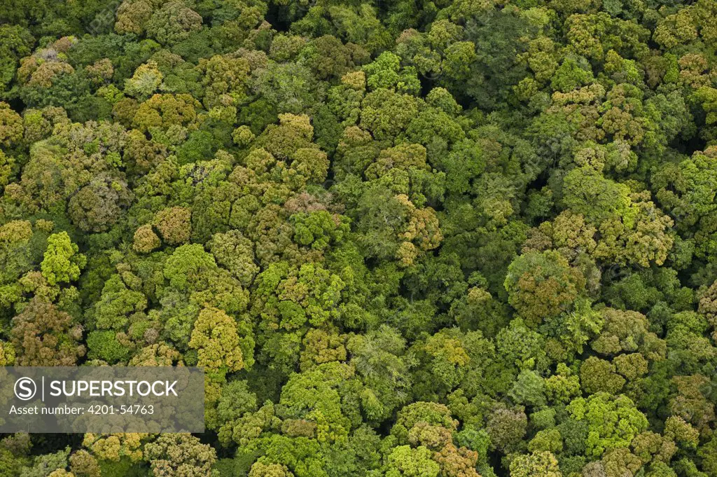 Rainforest, Iwokrama Rainforest Reserve, Guyana