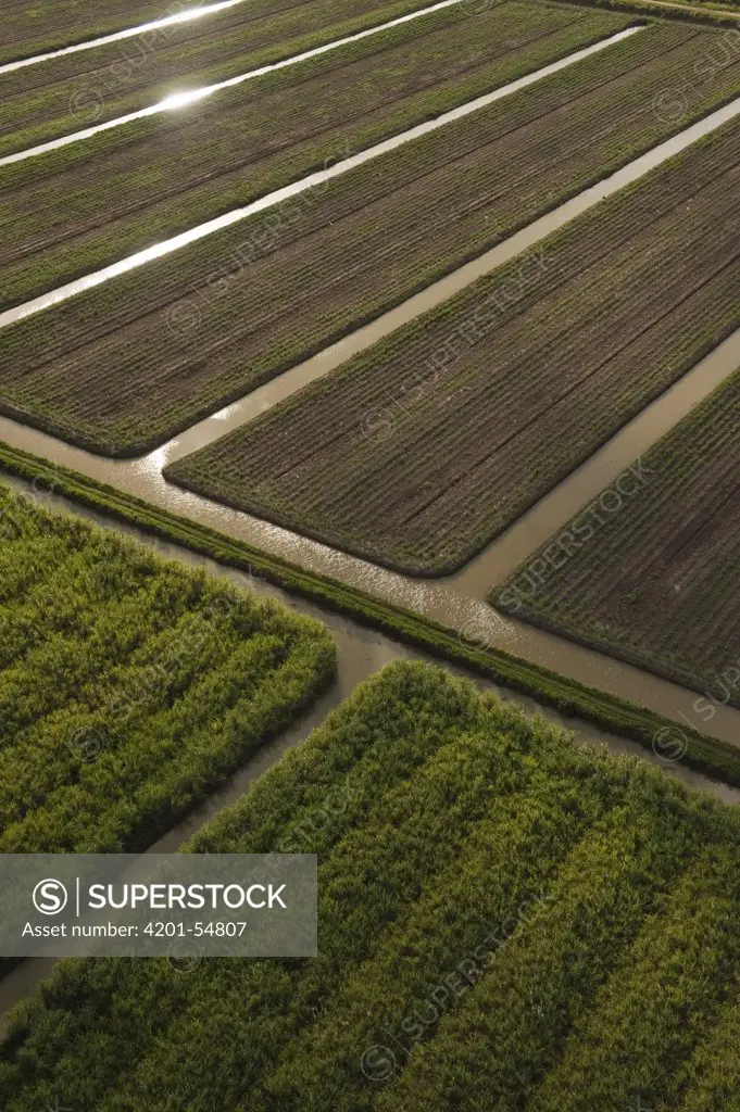 Sugarcane (Saccharum officinarum) plantations, Guyana