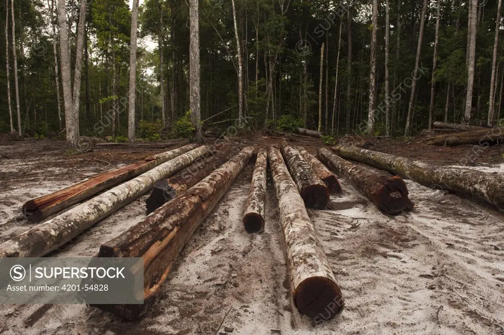 Cut timber in low impact logging industry in rainforest, Iwokrama Rainforest Reserve, Guyana