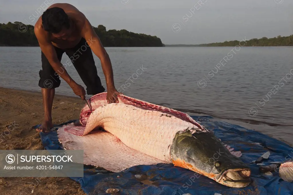 Arapaima (Arapaima gigas) getting butchered, Rupununi, Guyana