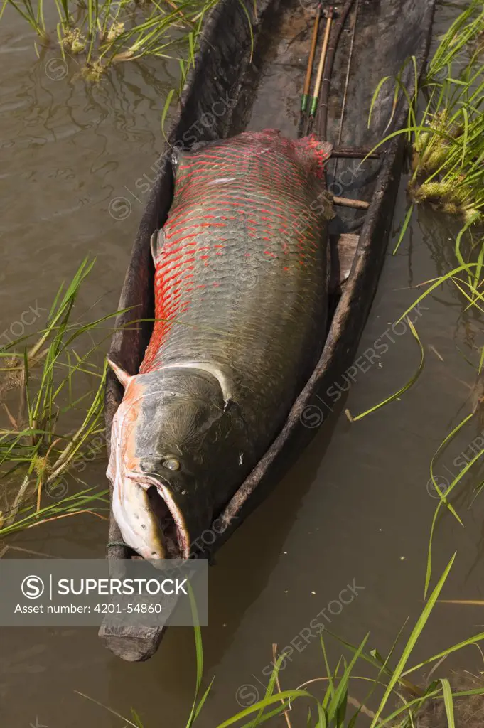 Arapaima (Arapaima gigas) caught by fisherman, Rupununi, Guyana