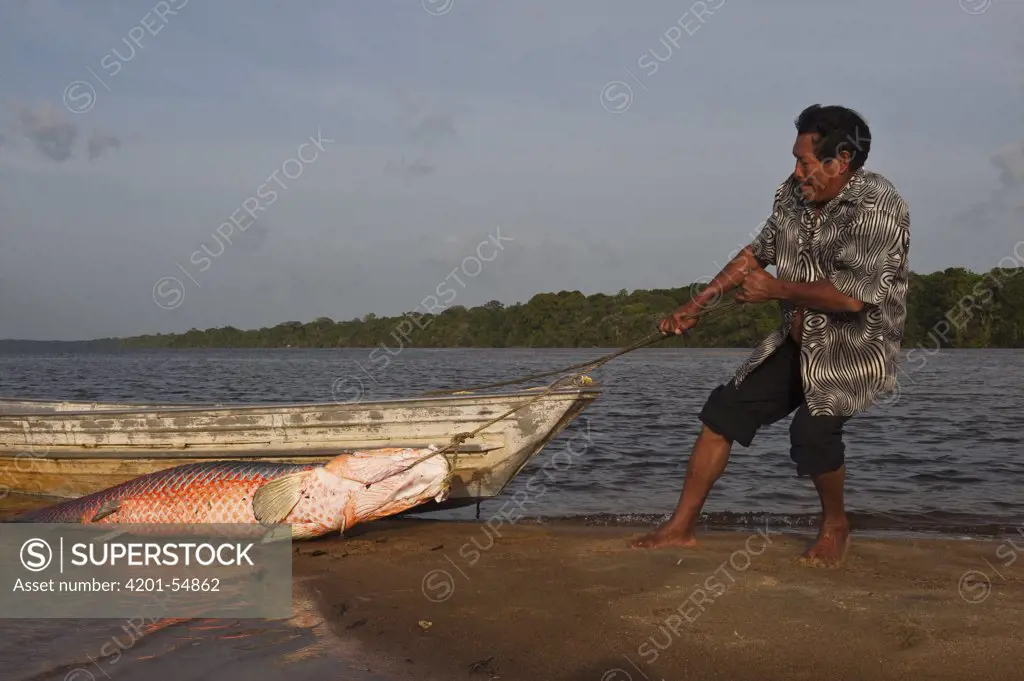 Arapaima (Arapaima gigas) getting dragged onto land, Rupununi, Guyana