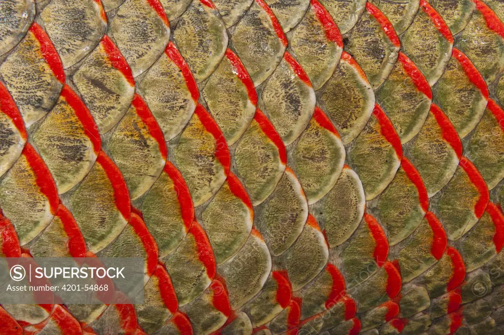 Arapaima (Arapaima gigas) scales, Rupununi, Guyana - SuperStock