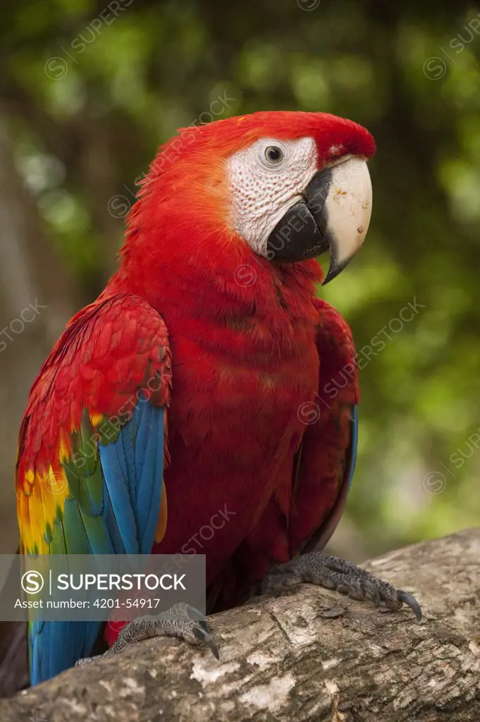 Scarlet Macaw (Ara macao), Apoteri, Rupununi, Guyana