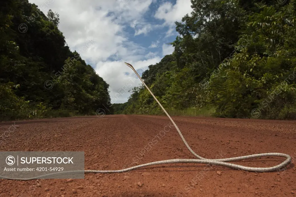Brown Vine Snake (Oxybelis aeneus) on road in defensive posture, Iwokrama Rainforest Reserve, Guyana