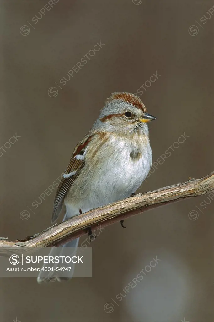 American Tree Sparrow (Spizella arborea), North America