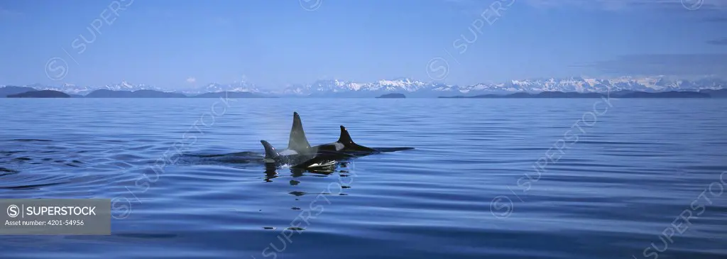 Orca (Orcinus orca) group surfacing, Prince William Sound, Alaska