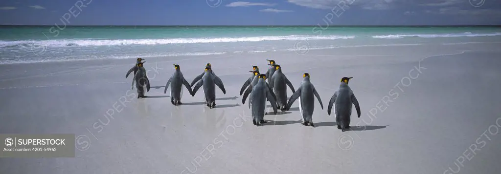 King Penguin (Aptenodytes patagonicus) group walking on beach, Volunteer Point, Falkland Islands