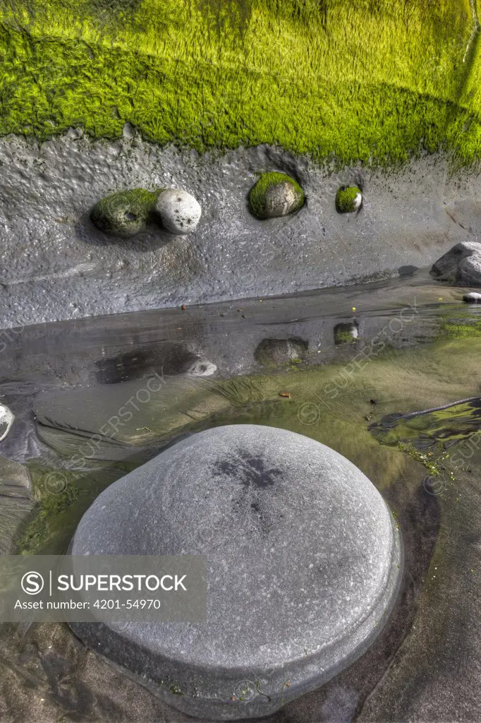 Boulders embedded in algae covered sea cliff, Tongaporutu, north New Zealand