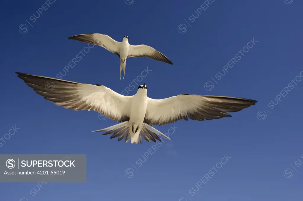 Sooty Tern (Sterna fuscata) pair flying, Rocas Atoll, Brazil