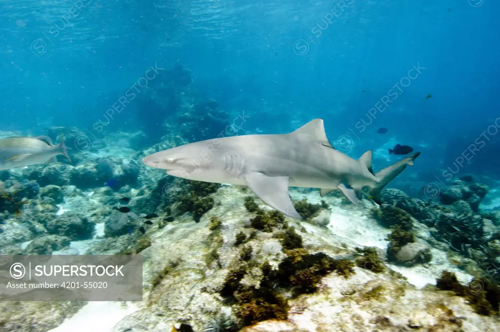 Lemon Shark (Negaprion acutidens), Rocas Atoll, Brazil