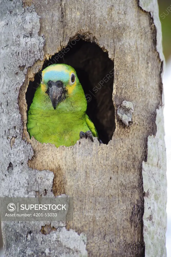 Blue-fronted Parrot (Amazona aestiva) emerging from nest cavity, southern Pantanal, Brazil