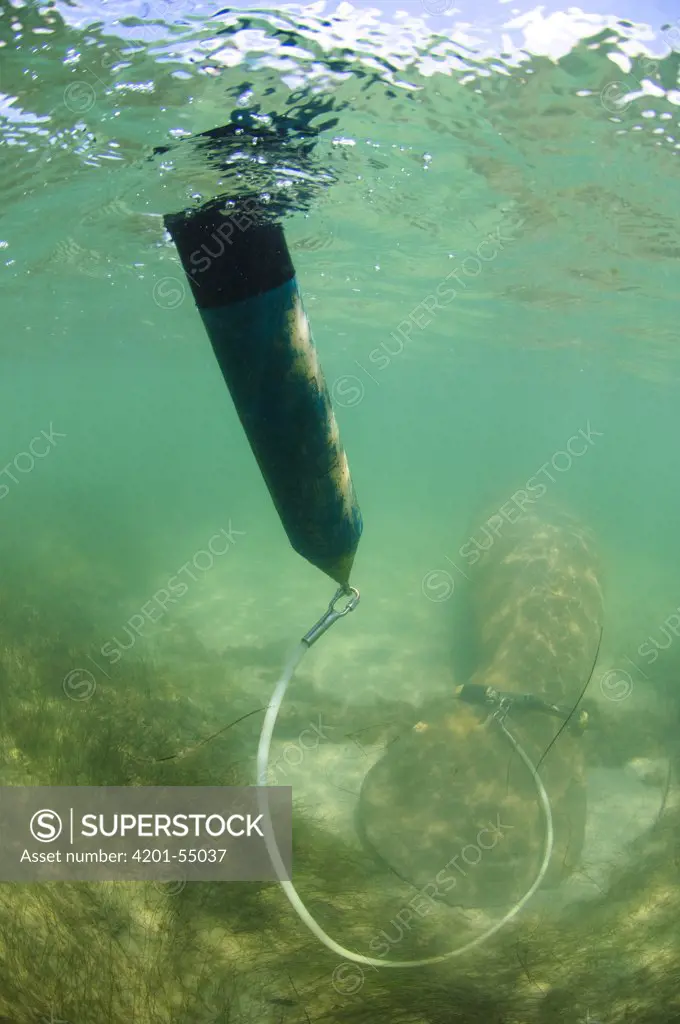 Antillean Manatee (Trichechus manatus manatus) with radio monitoring system in coastal shallow waters, Brazil