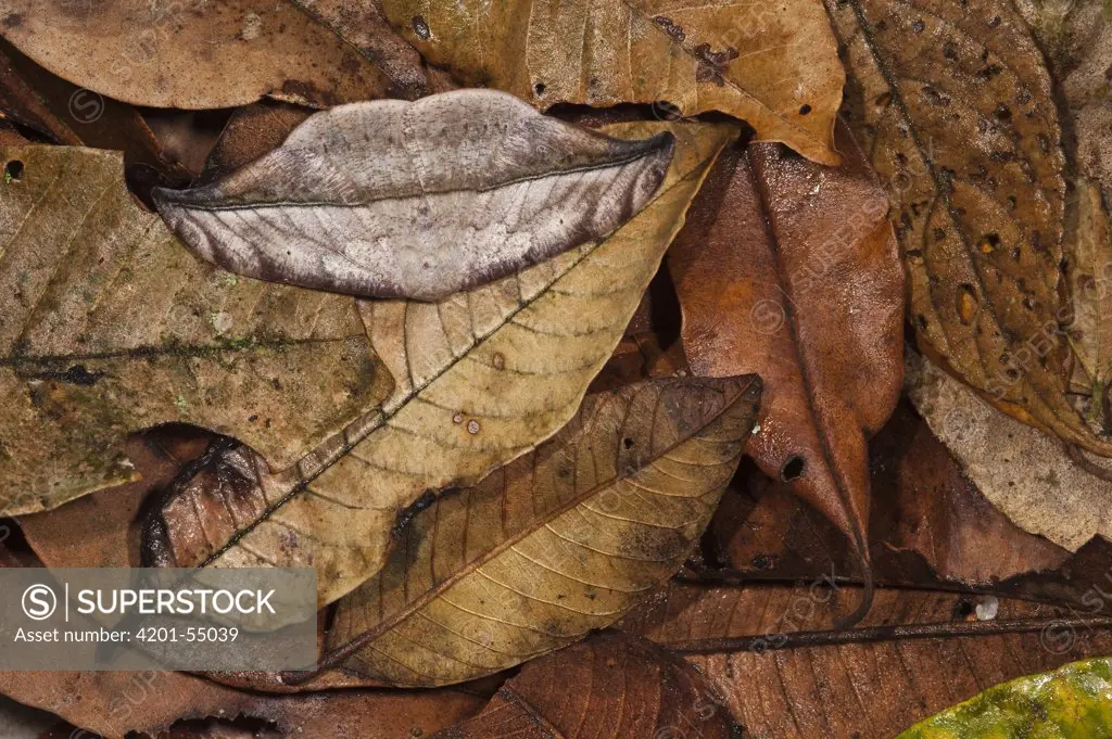 Dead-leaf Moth (Oxytenis modestia) camouflaged in leaf litter, Mindo Cloud Forest, western slope of Andes, Ecuador
