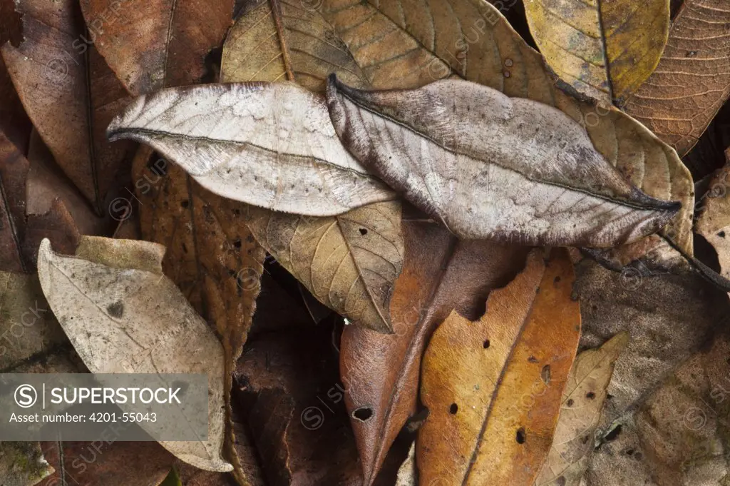Dead-leaf Moth (Oxytenis modestia) trio camouflaged in leaf litter, Mindo Cloud Forest, western slope of Andes, Ecuador