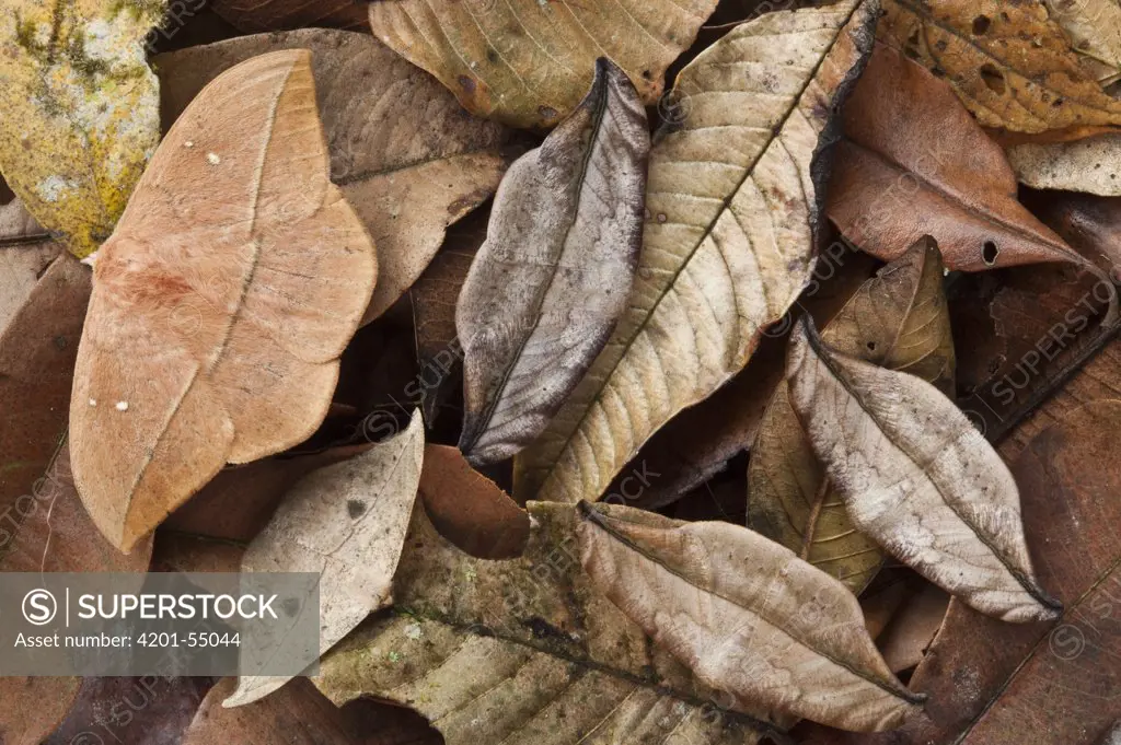 Dead-leaf Moth (Oxytenis modestia) group camouflaged in leaf litter, Mindo Cloud Forest, western slope of Andes, Ecuador