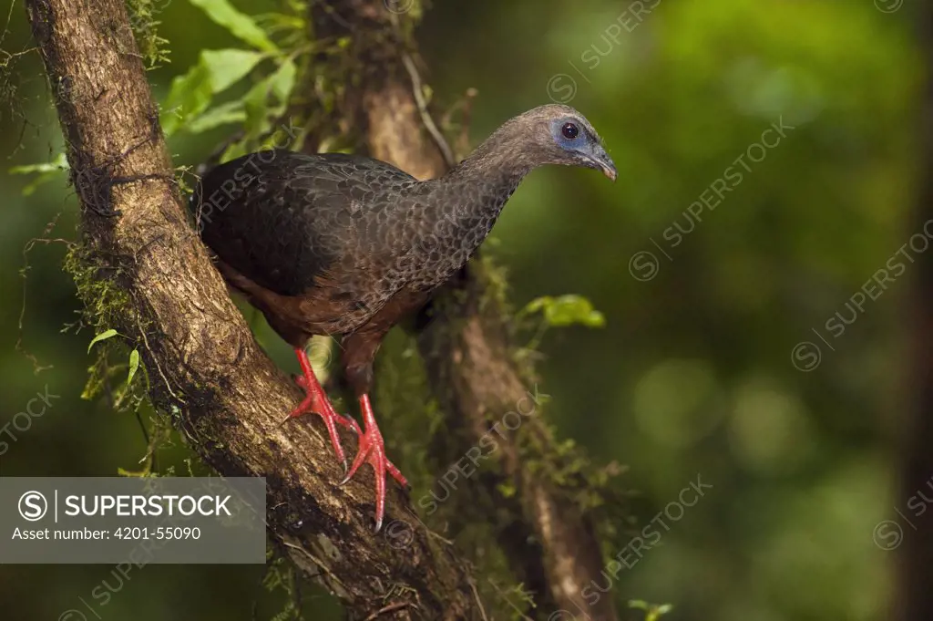 Sickle-winged Guan (Chamaepetes goudotii) in cloud forest, western slope of Andes, Ecuador