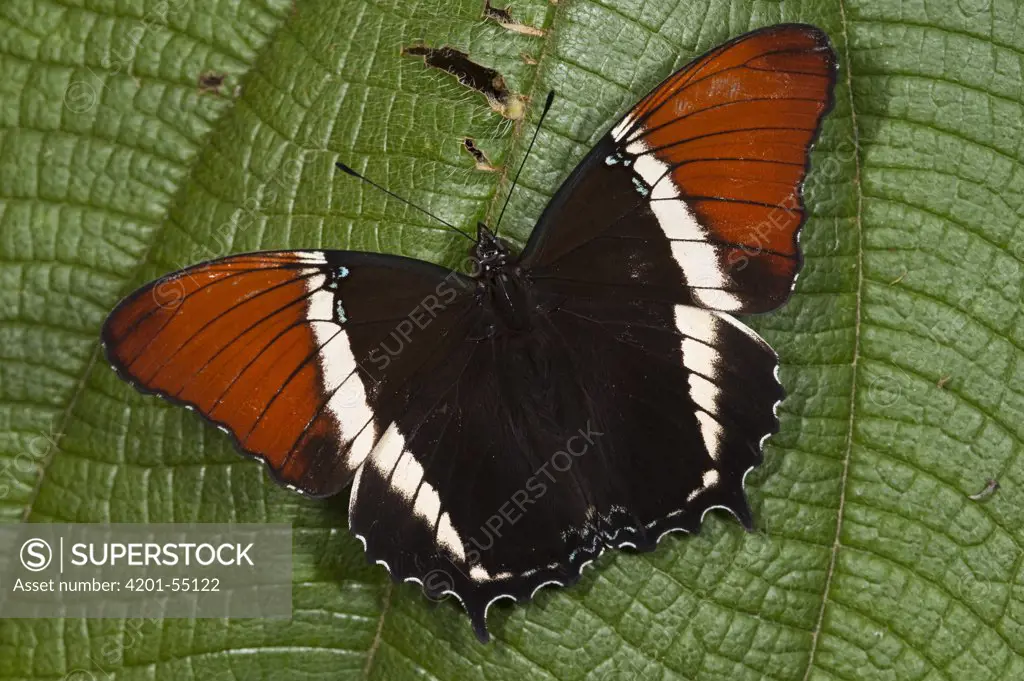 Butterfly (Caria lampeto), Mindo Cloud Forest, western slope of Andes, Ecuador