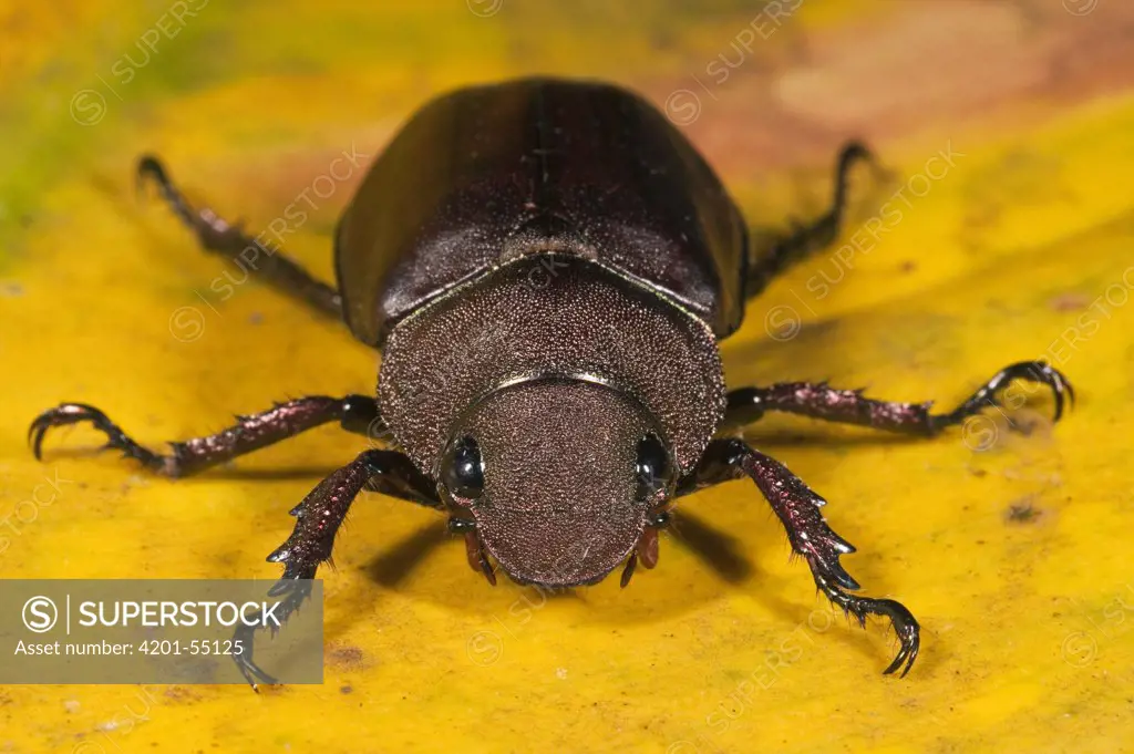 Scarab Beetle (Anomala cuprea), Mindo Cloud Forest, western slope of Andes, Ecuador
