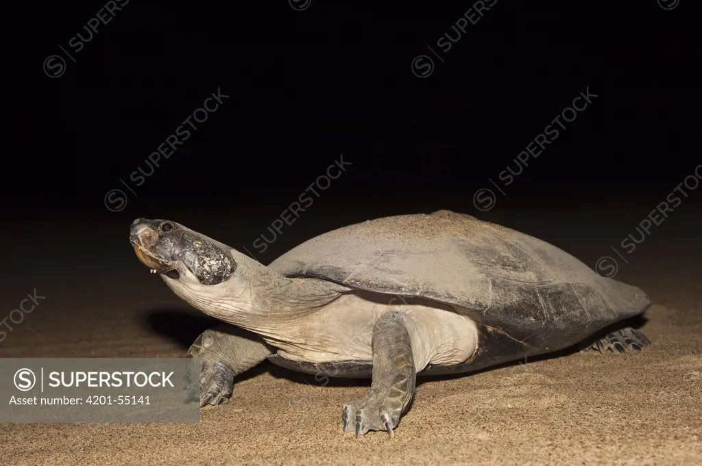 South American River Turtle (Podocnemis expansa) after laying eggs, part of reintroduction to the wild program, Playita Beach, Orinoco River, Apure, Venezuela