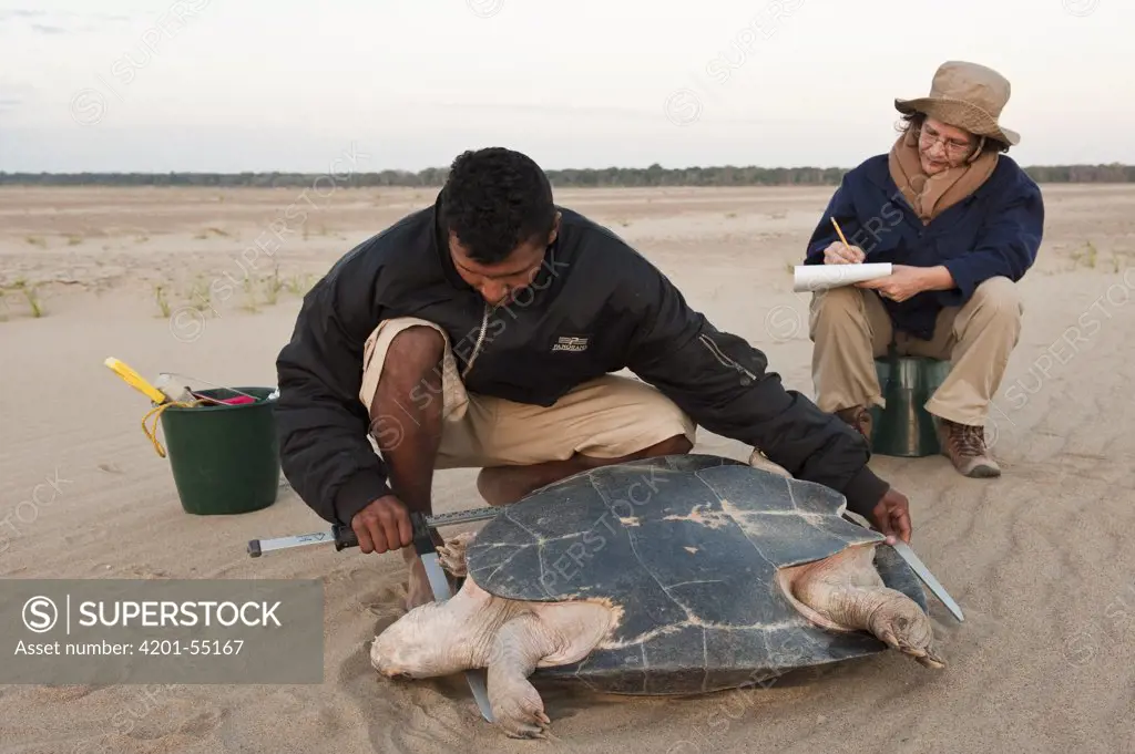 South American River Turtle (Podocnemis expansa) researchers taking biometric data, part of part of reintroduction to the wild program, Playita Beach, Orinoco River, Apure, Venezuela