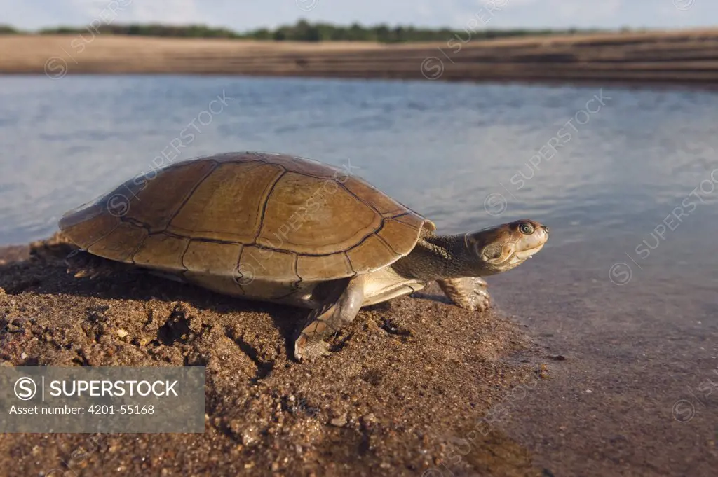 Savanna Side-necked Turtle (Podocnemis vogli) released after being found by fishermen in the river, Orinoco River, Apure, Venezuela