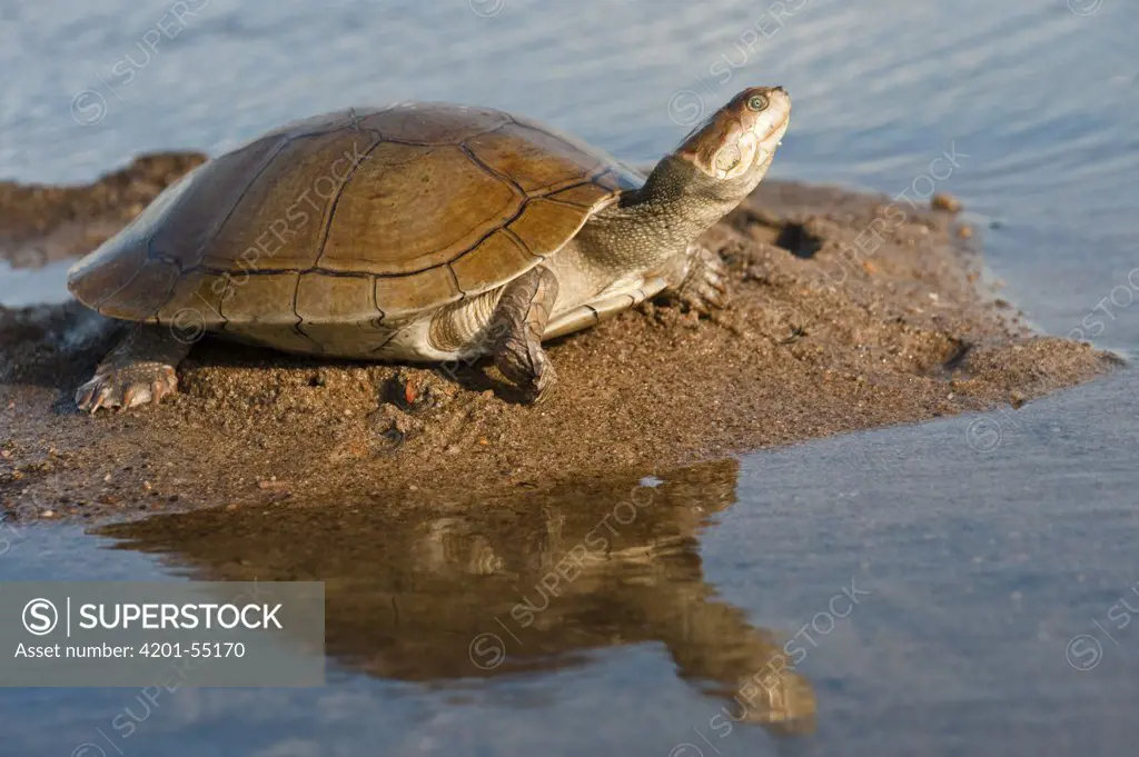 Savanna Side-necked Turtle (Podocnemis vogli) released after being found by fishermen in the river, Orinoco River, Apure, Venezuela