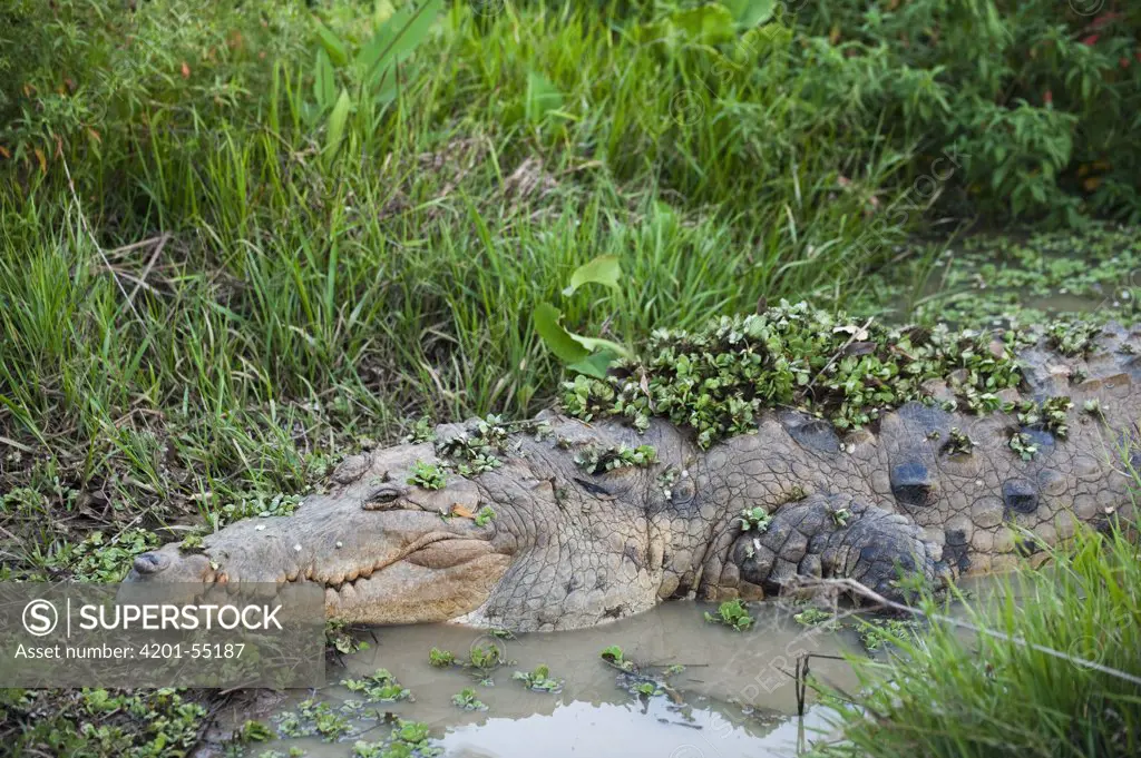 Orinoco Crocodile (Crocodylus intermedius) male used for captive breeding program, Hato Masaguaral working farm and biological station, Venezuela