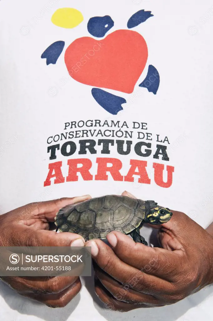 South American River Turtle (Podocnemis expansa) yearling being held by researcher, part of reintroduction to the wild program, Playita Beach, Orinoco River, Apure, Venezuela