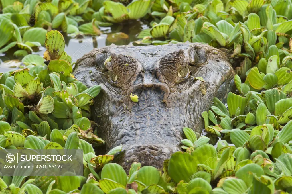 Spectacled Caiman (Caiman crocodilus) in Water Lettuce (Pistia stratiotes), Hato Masaguaral working farm and biological station, Venezuela