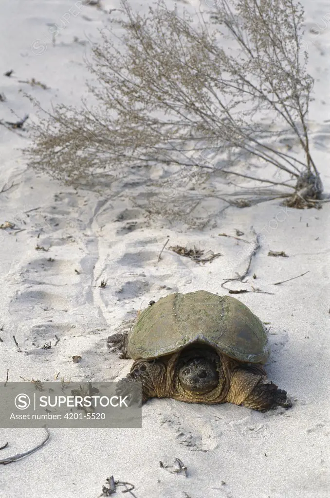 Snapping Turtle (Chelydra serpentina) crawling through the sand