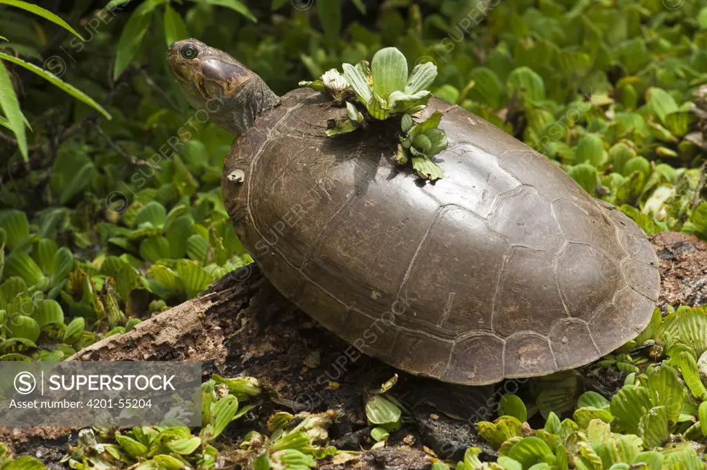 Savanna Side-necked Turtle (Podocnemis vogli) basking, Hato Masaguaral working farm and biological station, Venezuela