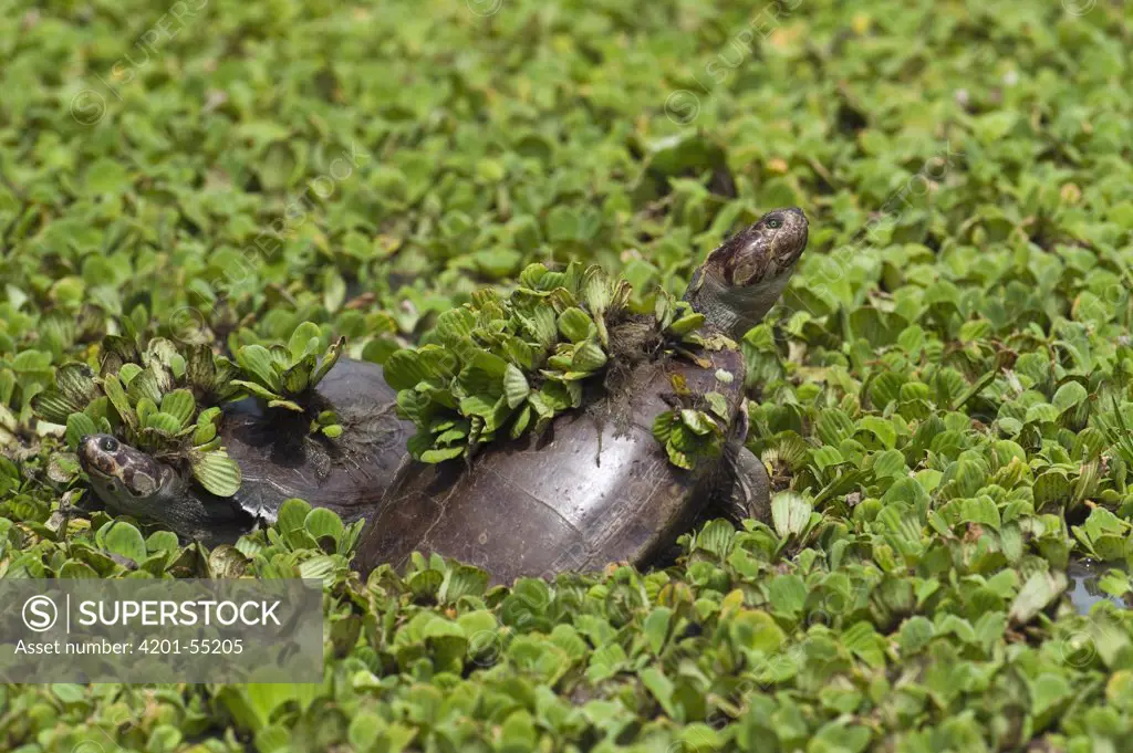 Savanna Side-necked Turtle (Podocnemis vogli) pair basking, Hato Masaguaral working farm and biological station, Venezuela