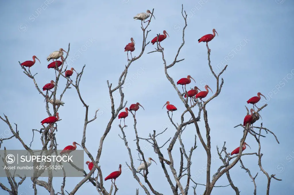Scarlet Ibis (Eudocimus ruber) flock roosting, Hato Masaguaral working farm and biological station, Venezuela
