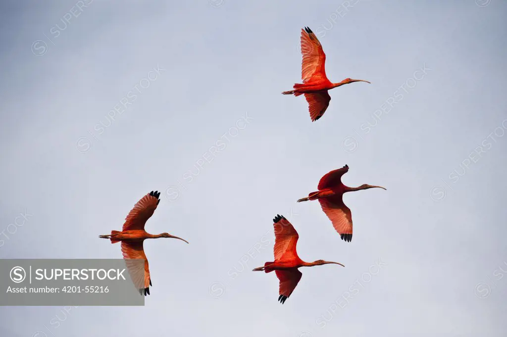 Scarlet Ibis (Eudocimus ruber) group flying, Hato Masaguaral working farm and biological station, Venezuela