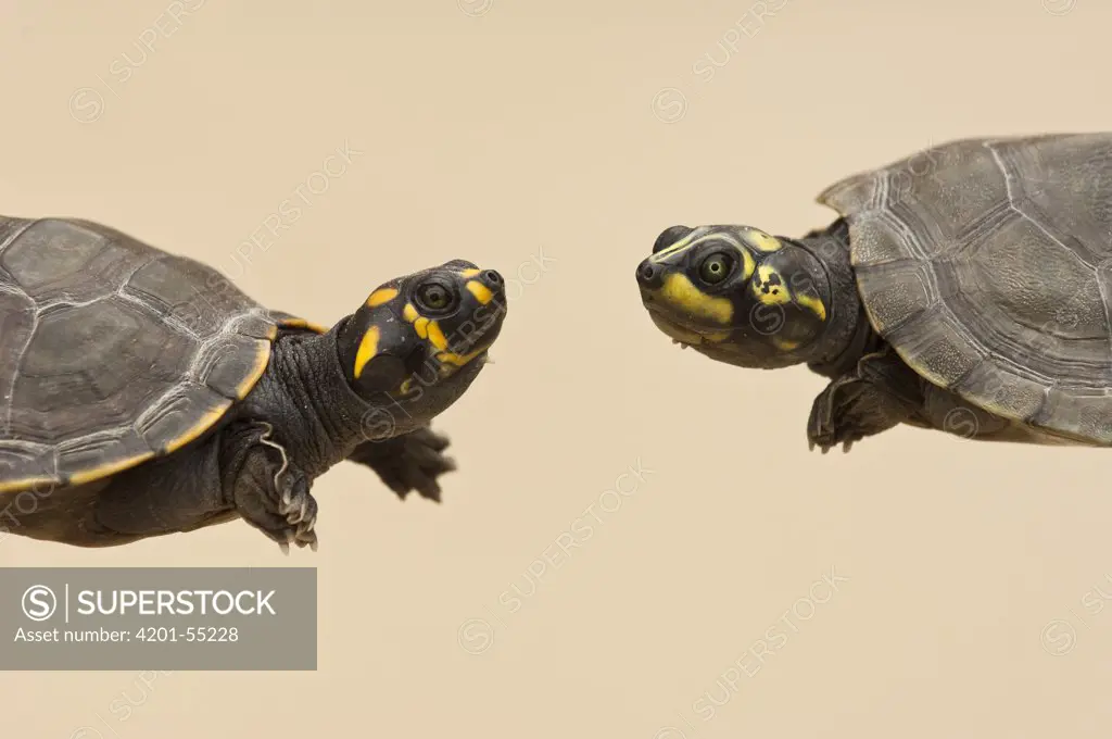 South American River Turtle (Podocnemis expansa) and Yellow-spotted Amazon River Turtle (Podocnemis unifilis) yearlings in rearing program, Orinoco River, Apure, Venezuela