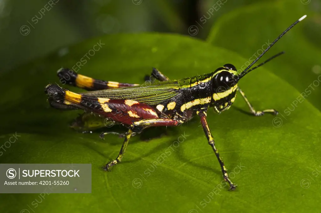 Grasshopper (Acrididae), Napo River, Yasuni National Park, Amazon, Ecuador