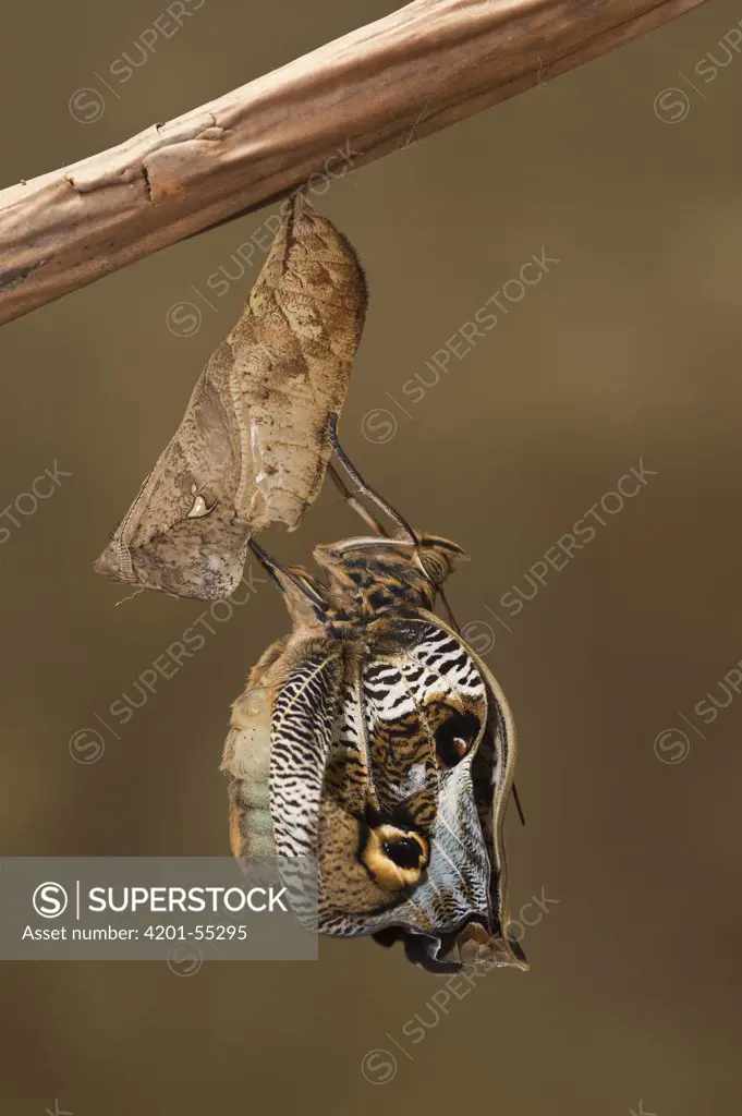Owl Butterfly (Caligo memnon) emerging from chrysalis, Napo River, Yasuni National Park, Amazon, Ecuador