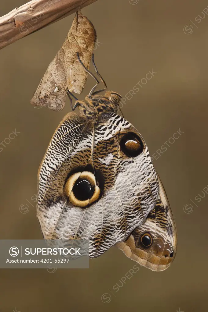 Owl Butterfly (Caligo memnon) emerging from chrysalis, Napo River, Yasuni National Park, Amazon, Ecuador